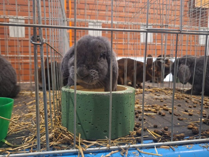 Velika Gorica domaćin Državne izložbe golubova, peradi i kunića