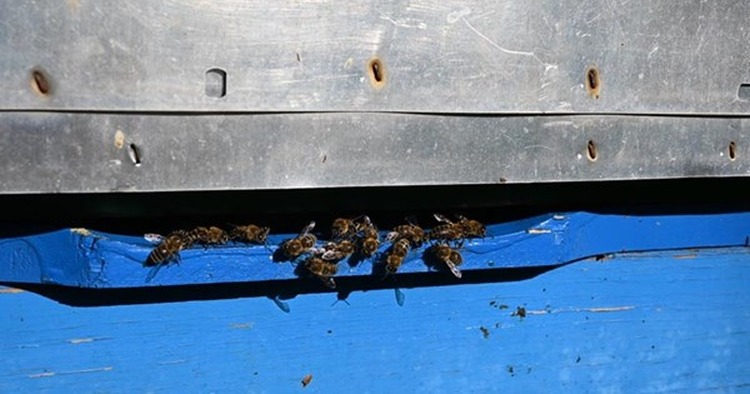 Velika Gorica dio EU projekta„Let it BEE“: Kod kapele sv. Lovre stiže edukativni park za djecu o pčelama