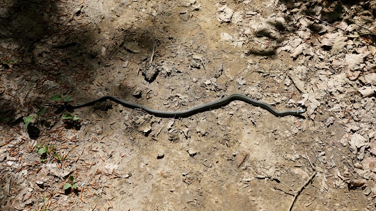 Sunčani dani zovu u prirodu, ali pripazite na naše tihe suputnike