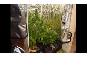['MUP', 'Velika Gorica', 'marihuana', 'laboratoriji']