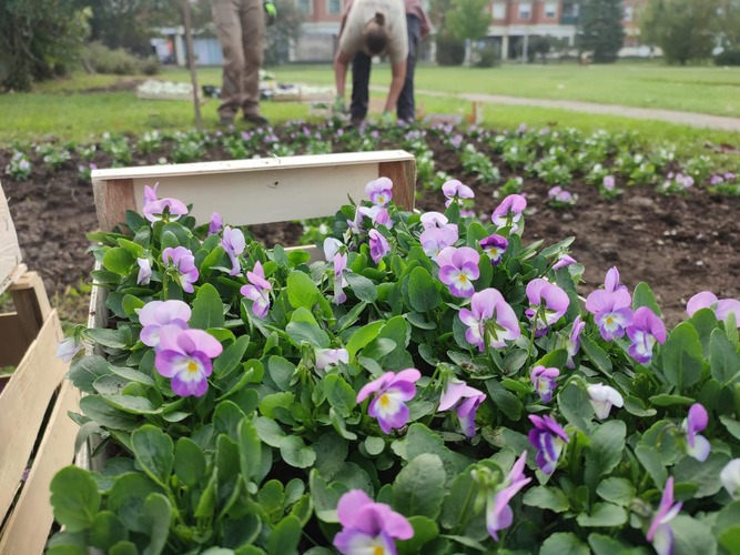 Uređenje zelenog pojasa u Zagrebačkoj ulici: Sadi se 213 novih biljaka