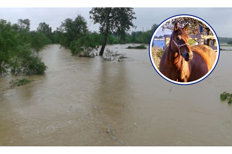 ['bujične poplave', 'lonjsko polje', 'odransko polje', 'povlačenje stoke', 'punjenje retencija']