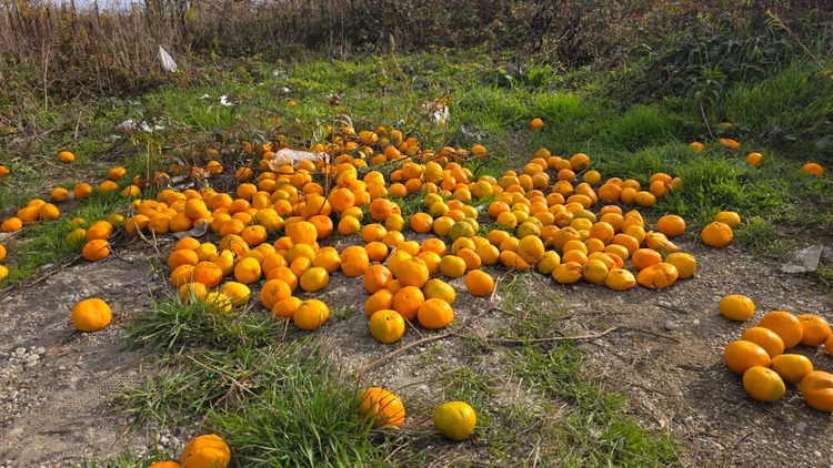 FOTO Bizarno ponašanje: Na kraju Zelene aleje netko izbacio hrpu mandarina