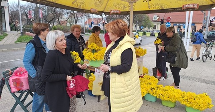 Dan narcisa ove subote u Velikoj Gorici: Kupnjom cvijeta podržite žene u borbi protiv opake bolesti