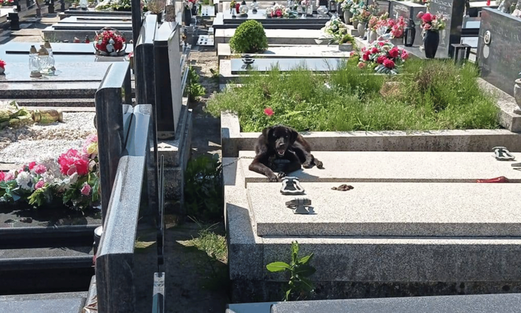 Štene pronađeno vezano lancem za grob, nakon zbrinjavanja traži novi dom