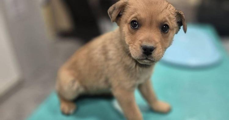 ['dumovec', 'udomljavanje pasa', 'udomi me']