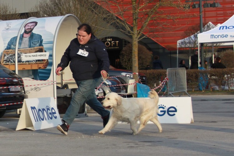 „Retriver vikend“ u Velikoj Gorici: Na dvodnevnu međunarodnu izložbu stižu najljepši psi iz cijele Europe