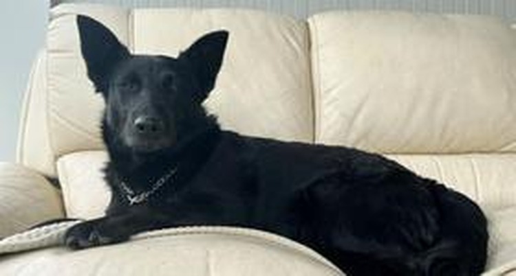 Nessa je u skloništu naučila vjerovati ljudima, vrijeme je da pronađe dom