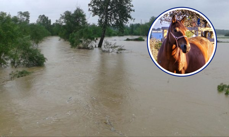 ['bujične poplave', 'lonjsko polje', 'odransko polje', 'povlačenje stoke', 'punjenje retencija']