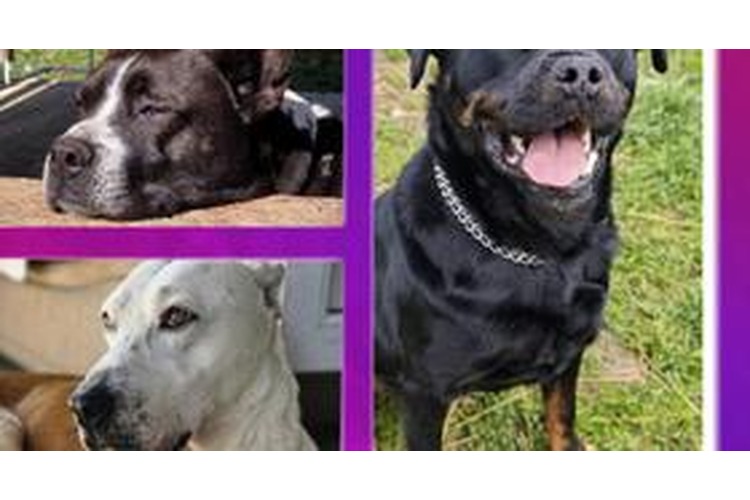 ['sigurna kućica', 'sklonište']