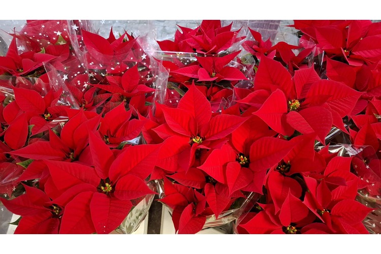 ['božićna zvijezda', 'fotoperiod', 'njega']