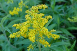 ['biljke', 'zlatnica', 'invazivne biljke']