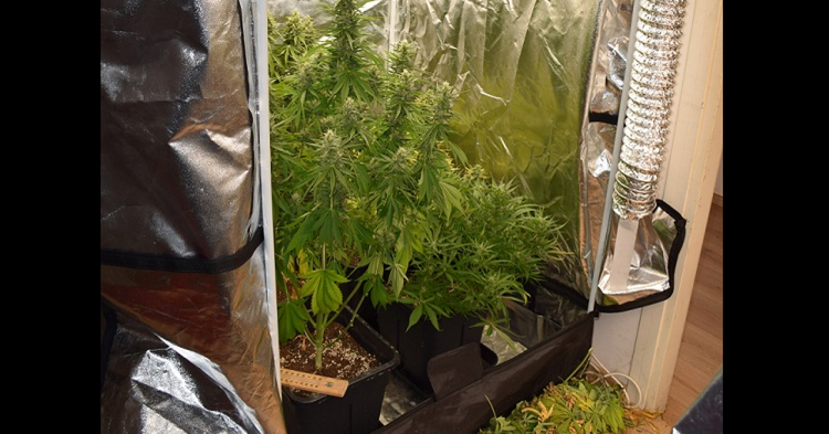 ['Velika Gorica', 'policijska akcija', 'uzgoj konoplje', 'marihuana', 'kaznena prijava', 'pritvorski nadzornik', 'kriminalističko istraživanje', 'zapljena droge', 'improvizirani laboratorij', 'preprodaja droge']
