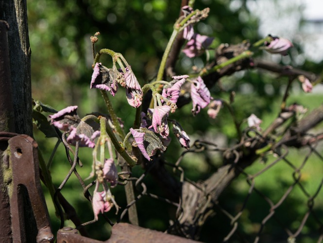 ['mraz', 'odšteta od mraza velika gorica', 'prirodne nepogode']