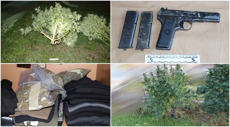 FOTO Uzgajao drogu u dva dvorišta u Velikoj Gorici: Policija oduzela dva kilograma marihuane, deset stabljika i pištolje
