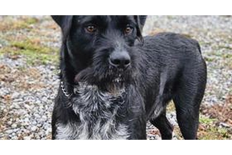 ['udomljavanje', 'pas']