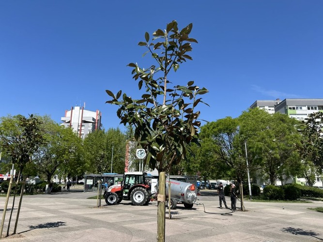 Uređenje gradskog zelenila: Na Radićevu trgu posađene magnolije