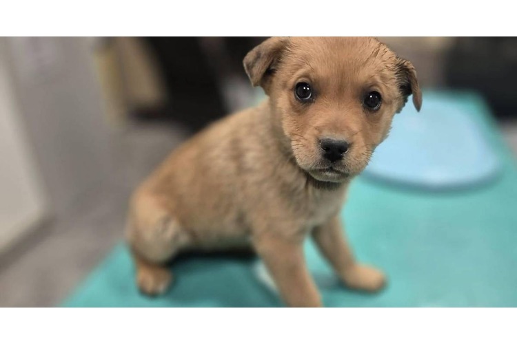 ['dumovec', 'udomljavanje pasa', 'udomi me']