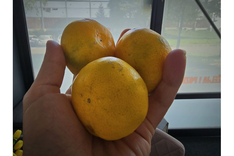 ['Krađa', 'krađa mandarina']