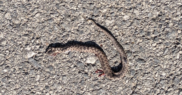FOTO Uočena manja riđovka kod Velike Gorice
