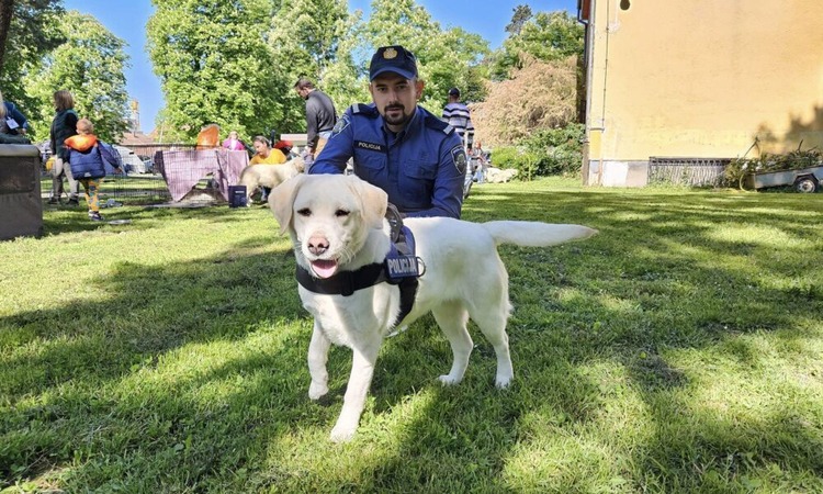 FOTO Ovo je labradorica Nala budući policijski pas, a iza Kvaternika vas čeka još 600-tinjak prekrasnih njuškica