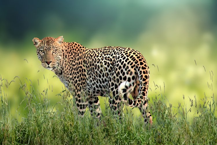 Što je potrebno za nezavisnu kandidaturu u gradskoj četvrti ili mjesnom odboru